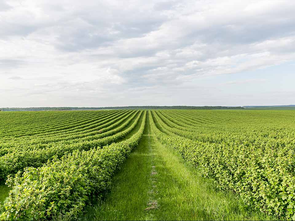 Agrospray-Portafolio-Plantacion Campo de cultivo verde con plantas dispuestas en filas simétricas que se extienden hacia el horizonte, bajo un cielo parcialmente nublado.